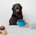 Comida Para Perros Alérgicos