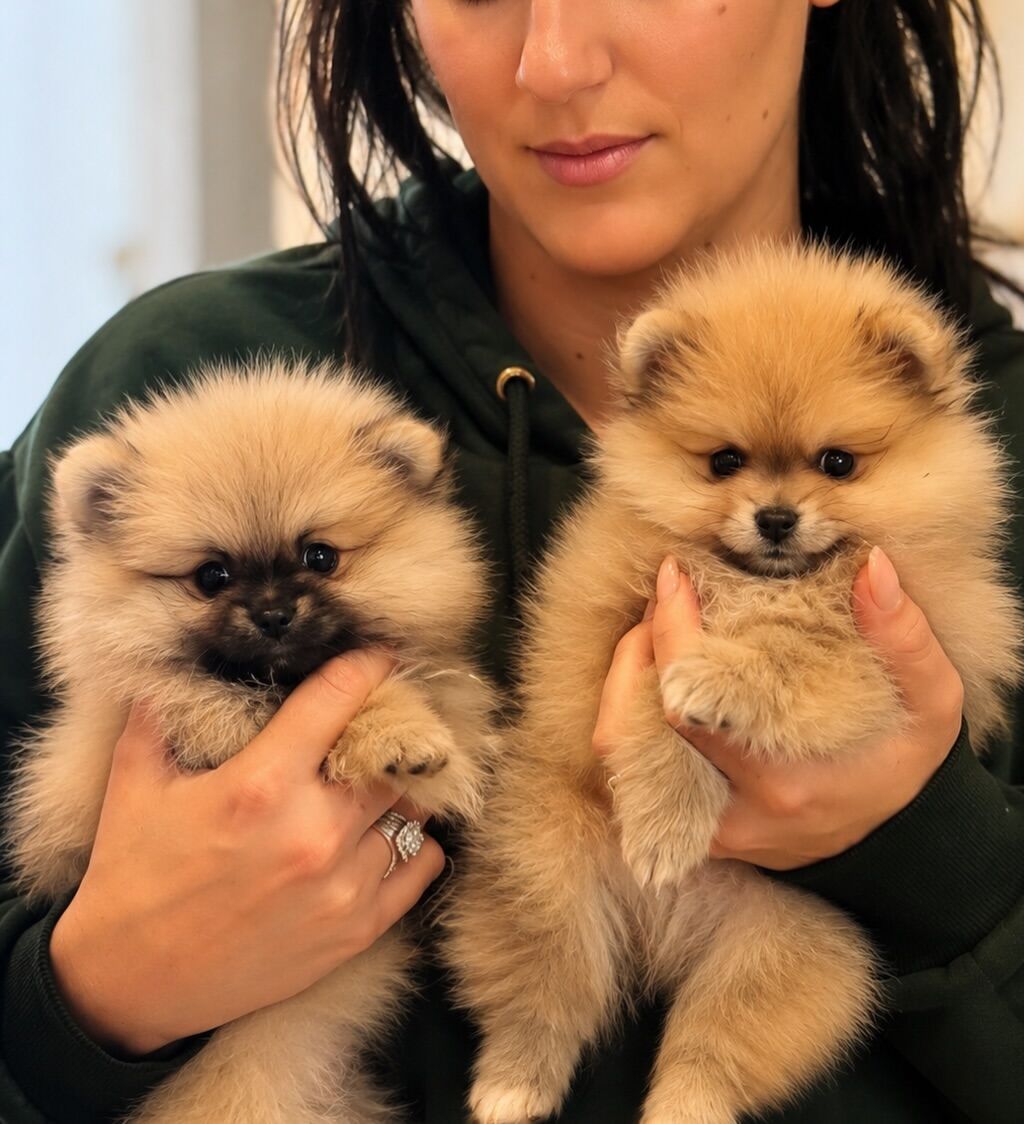 Sydney, Business, Pomeranian Puppies Ready For Loving Homes