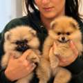Pomeranian Puppies Ready For Loving Homes