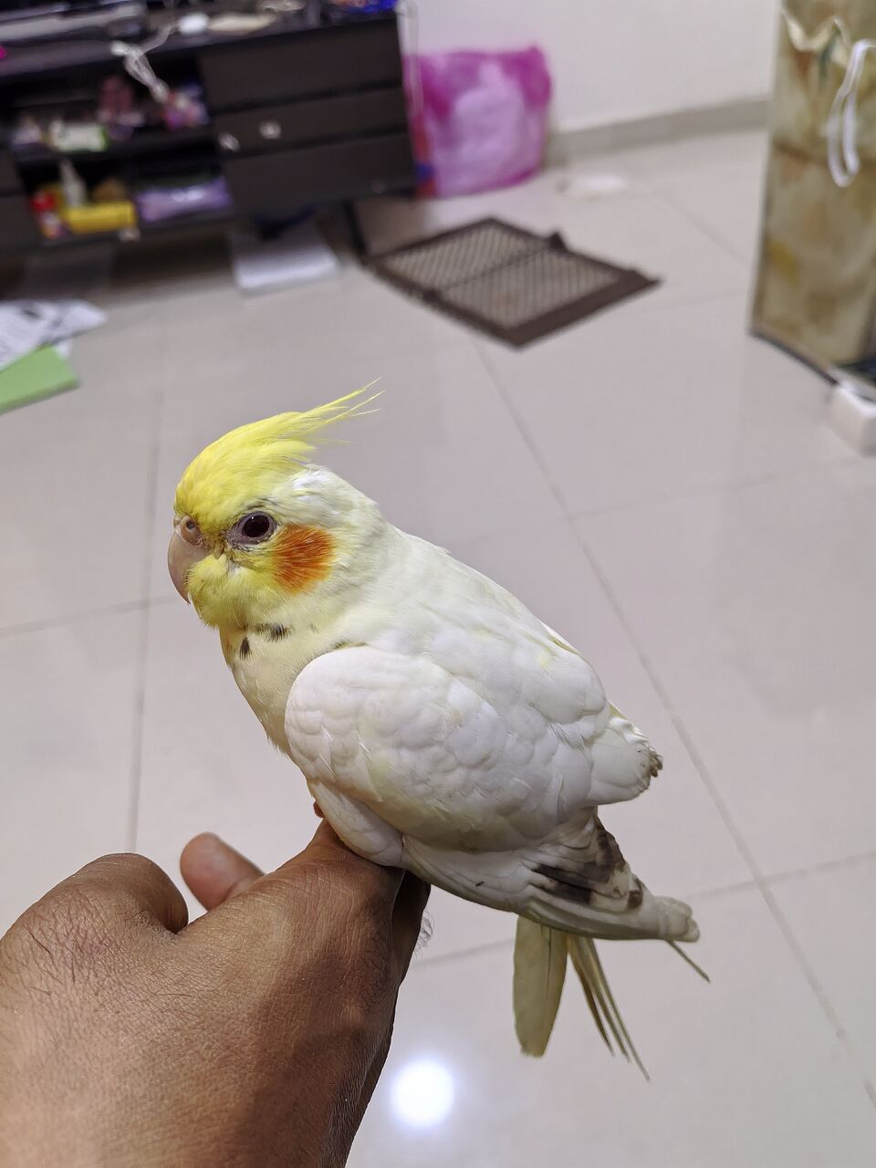 Dammam, Pet Supplies, SAR 200,  Cocktail Bird . Tammed