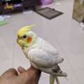 SAR 200,  Cocktail Bird . Tammed