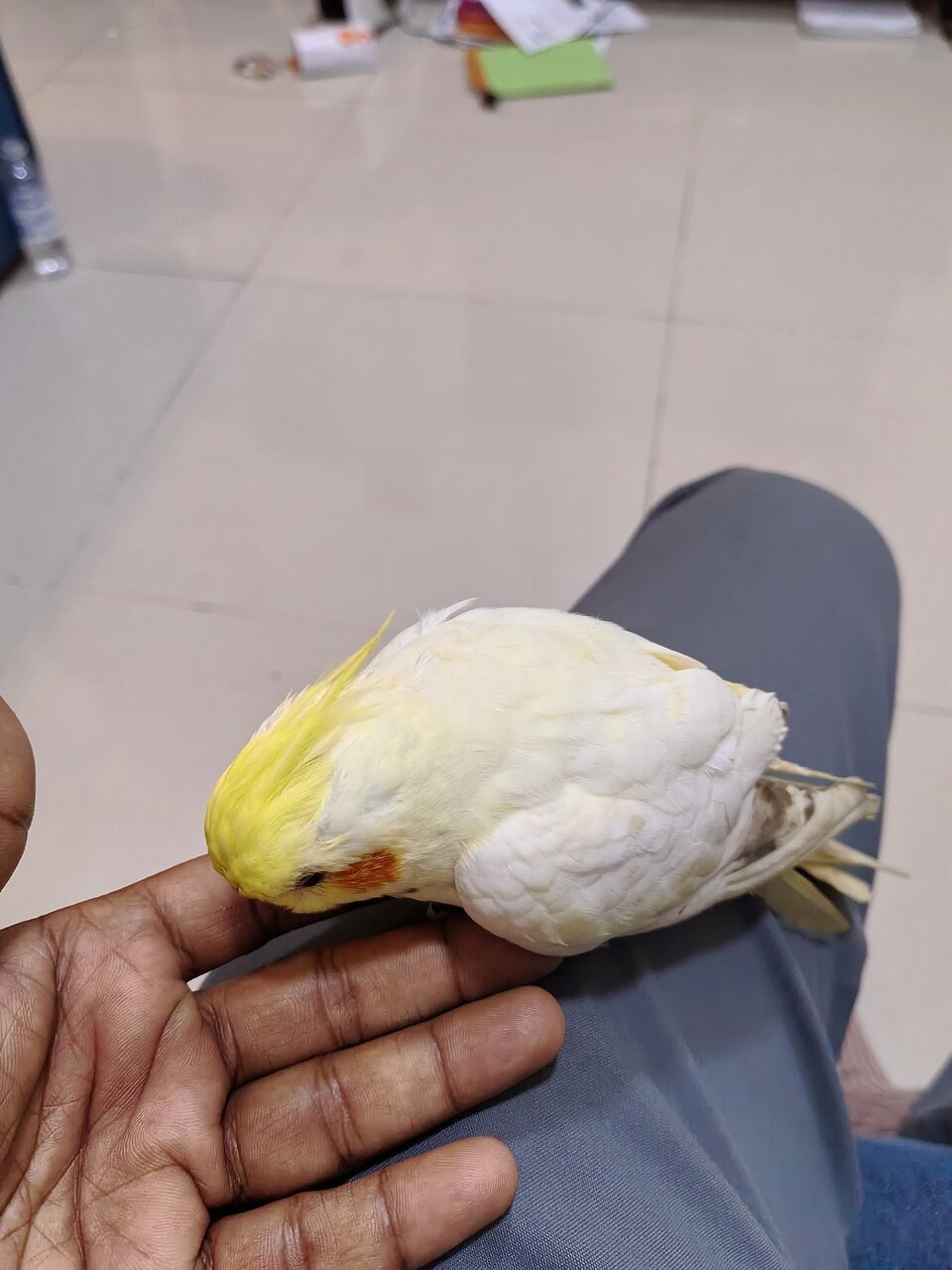 Dammam, Pet Supplies, SAR 200,  Cocktail Bird . Tammed