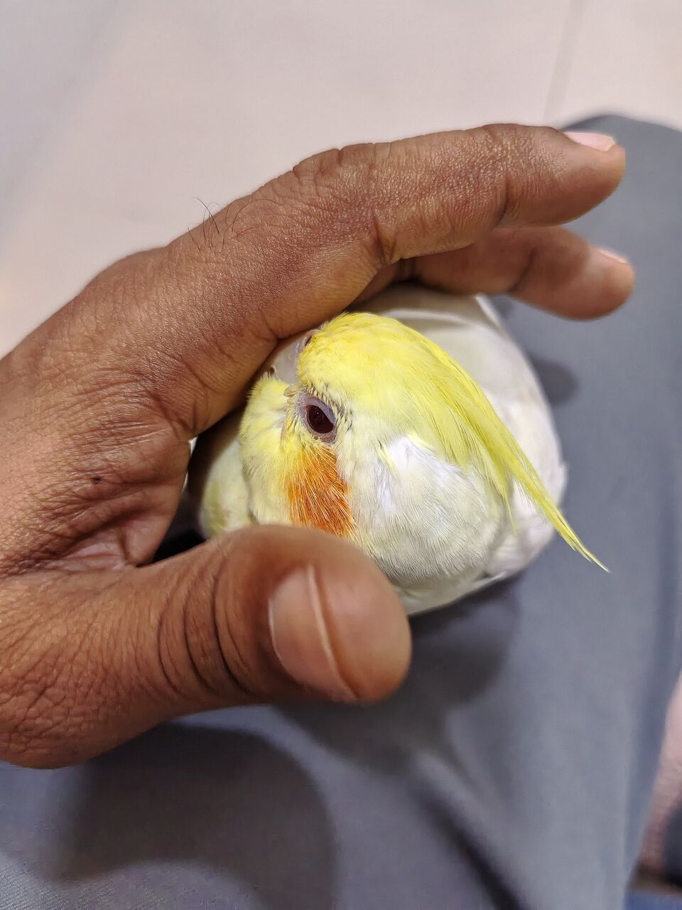 Dammam, Pet Supplies, SAR 200,  Cocktail Bird . Tammed
