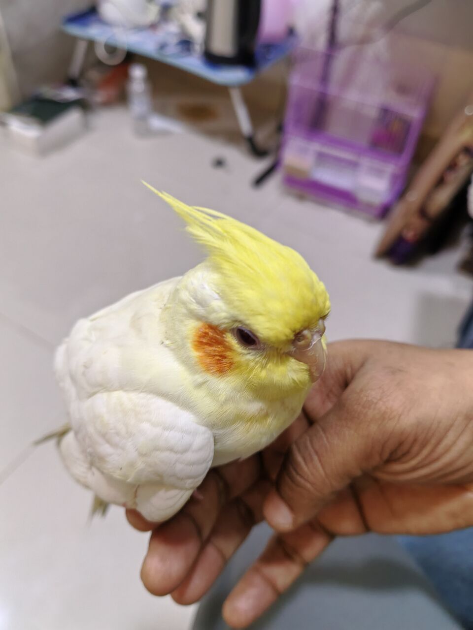 Dammam, Pet Supplies, SAR 200,  Cocktail Bird . Tammed