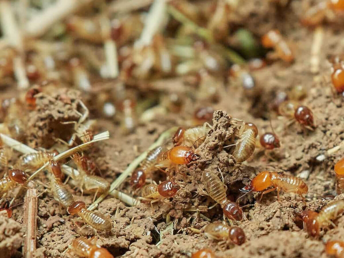 New York, Pest Control, Learn More About Property Concerns Related To Carpenter Ants Damage