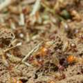 Learn More About Property Concerns Related To Carpenter Ants Damage