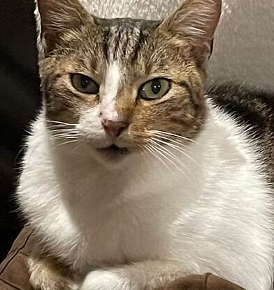 Victoria, Pet Sitting, Get Better Pet Support With Animal Behaviour Training