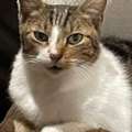 Get Better Pet Support With Animal Behaviour Training
