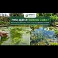 USD 10,  Pond Water Turning Green? Natural Causes, Prevention & Fixes &ndash; Nature's Workforce
