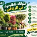 SAR 200,  🌿 توريد النباتات الخارجية في الرياض 🌿
