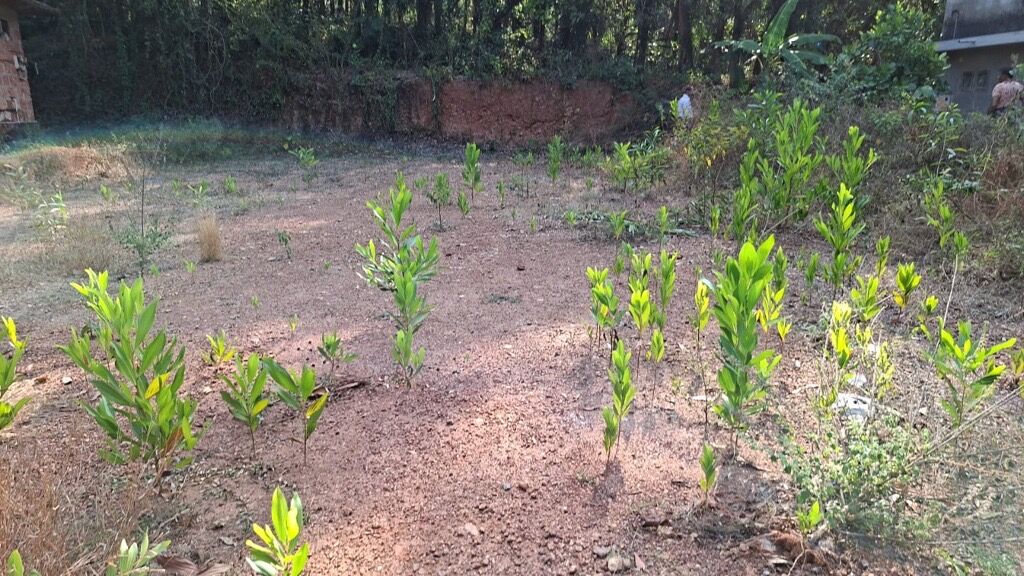 Kerala, Residential Plots, INR 1,  13.25 Cent Plot For Sale At 1.2KM From Vattapoyil Bus Stop (Kannur-Mattannur Airport Road)