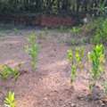 INR 1,  13.25 Cent Plot For Sale At 1.2KM From Vattapoyil Bus Stop (Kannur-Mattannur Airport Road)