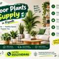 SAR 250,  🌿 INDOOR PLANTS SUPPLY IN RIYADH 🌿