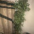 SAR 80,  Decorational Tree