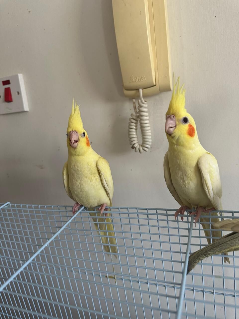 Dhahrat Laban, Pet Supplies, SAR 550,  Young Cockatiel Pair For Sale &ndash; Hand-Raised, Healthy & Eating On Their Own