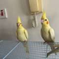 SAR 550,  Young Cockatiel Pair For Sale &ndash; Hand-Raised, Healthy & Eating On Their Own