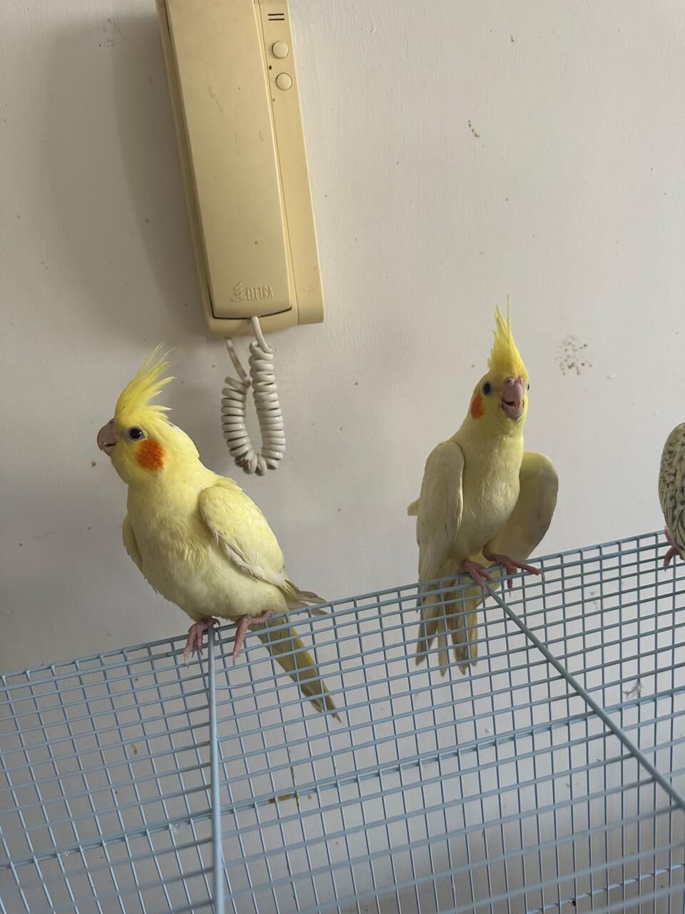 Dhahrat Laban, Pet Supplies, SAR 550,  Young Cockatiel Pair For Sale &ndash; Hand-Raised, Healthy & Eating On Their Own