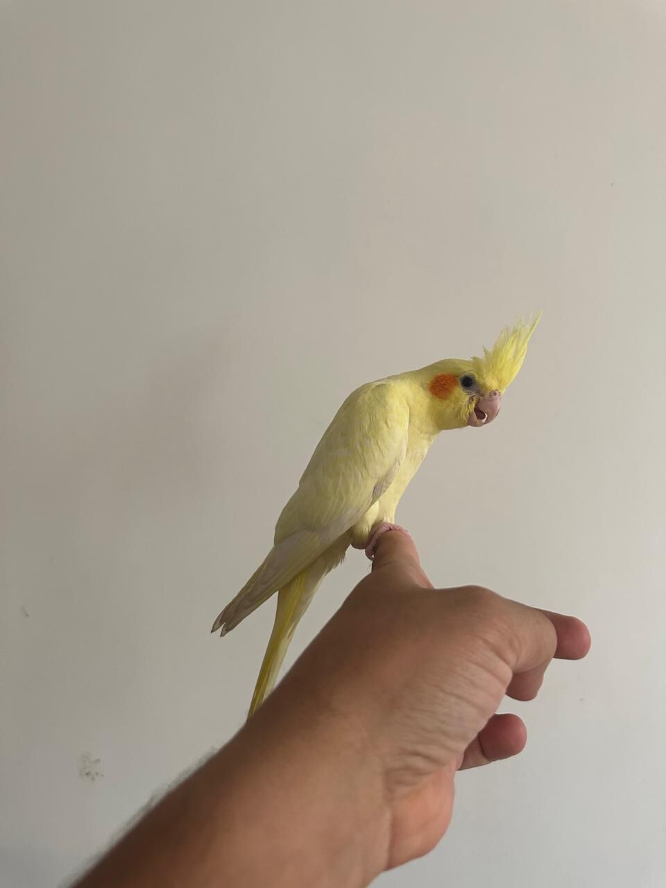 Dhahrat Laban, Pet Supplies, SAR 550,  Young Cockatiel Pair For Sale &ndash; Hand-Raised, Healthy & Eating On Their Own
