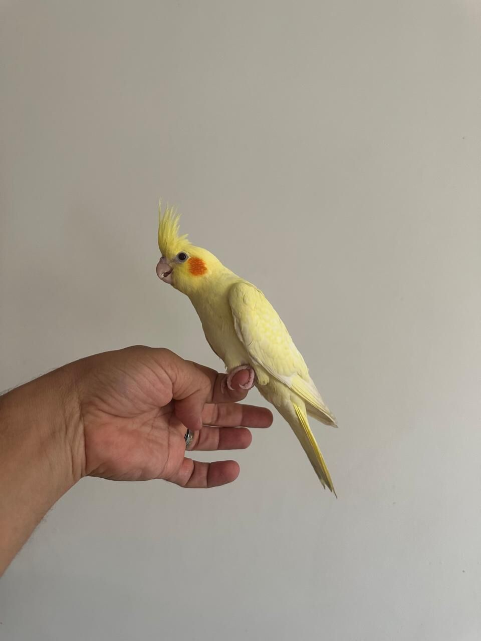 Dhahrat Laban, Pet Supplies, SAR 550,  Young Cockatiel Pair For Sale &ndash; Hand-Raised, Healthy & Eating On Their Own