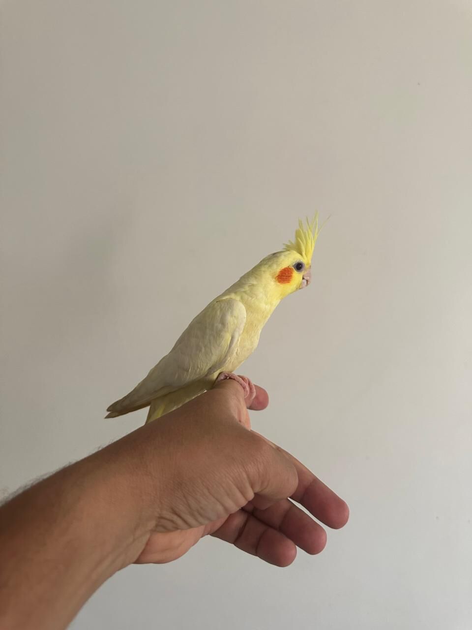Dhahrat Laban, Pet Supplies, SAR 550,  Young Cockatiel Pair For Sale &ndash; Hand-Raised, Healthy & Eating On Their Own