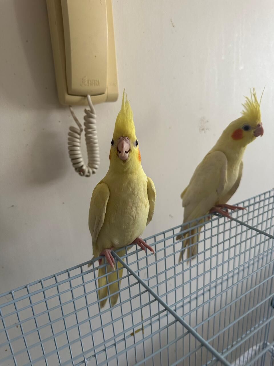 Dhahrat Laban, Pet Supplies, SAR 550,  Young Cockatiel Pair For Sale &ndash; Hand-Raised, Healthy & Eating On Their Own