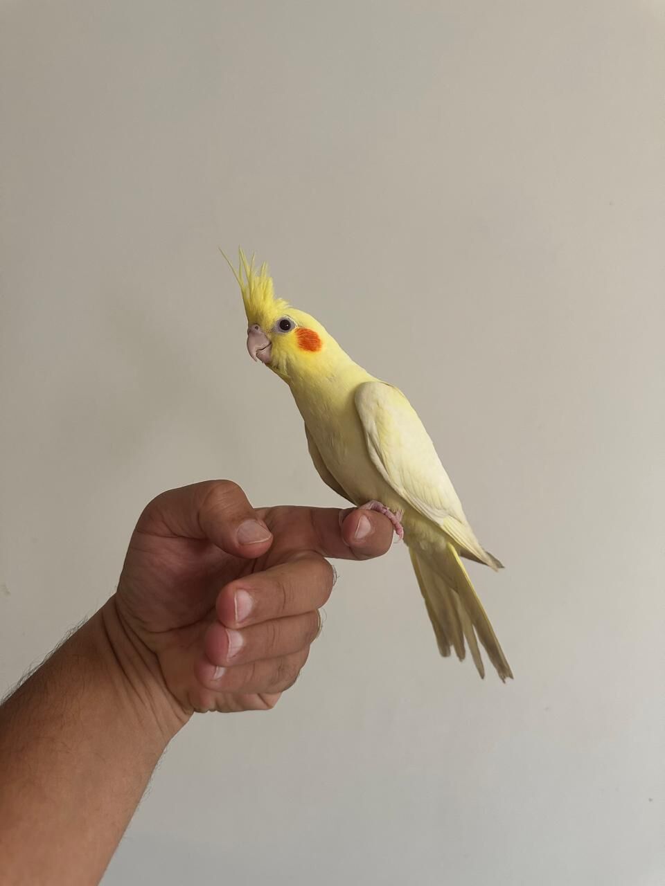 Dhahrat Laban, Pet Supplies, SAR 550,  Young Cockatiel Pair For Sale &ndash; Hand-Raised, Healthy & Eating On Their Own