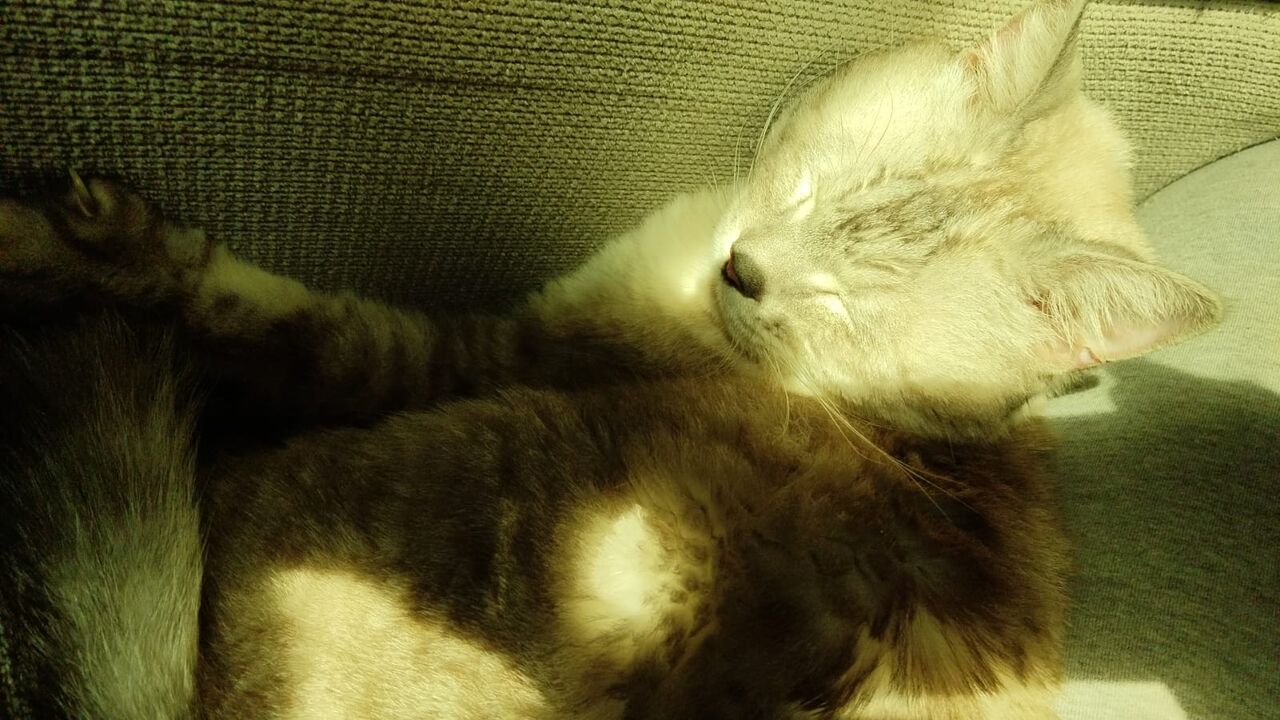 Riyadh, Pet Adoption, SAR 1,  I Have A Gray Male Cat For Adoption