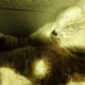 SAR 1,  I Have A Gray Male Cat For Adoption