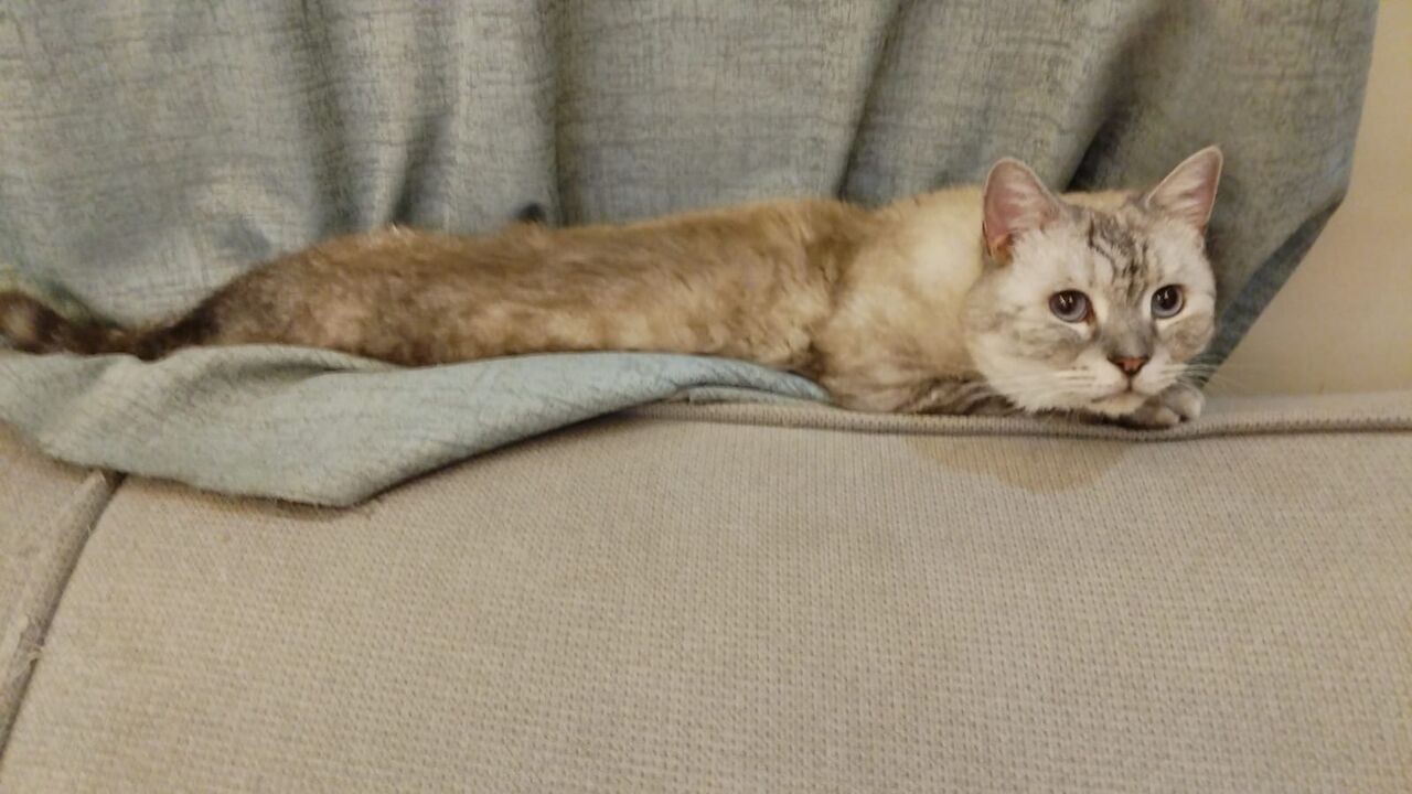 Riyadh, Pet Adoption, SAR 1,  I Have A Gray Male Cat For Adoption