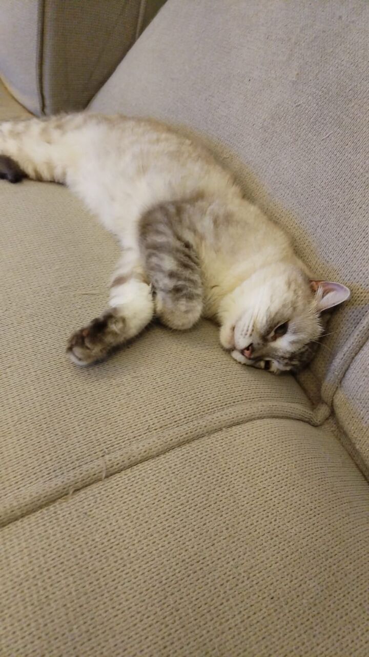 Riyadh, Pet Adoption, SAR 1,  I Have A Gray Male Cat For Adoption