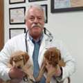 Preventive Wellness Testing For Healthier Pets