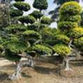 Garden & Irrigation Services @ Low Rate !!!