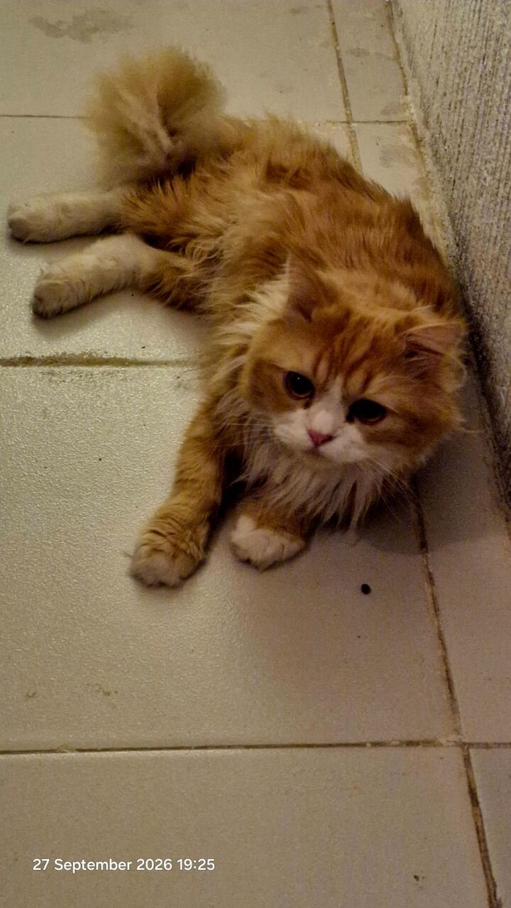 Al Malaz, Pet Supplies, Persian Tabby Cat-free Adoption To A Loving Home