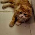 Persian Tabby Cat-free Adoption To A Loving Home