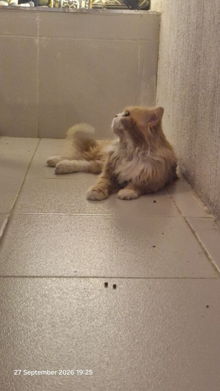 Al Malaz, Pet Supplies, Persian Tabby Cat-free Adoption To A Loving Home