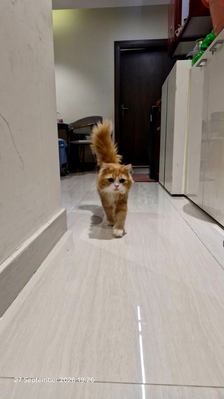 Al Malaz, Pet Supplies, Persian Tabby Cat-free Adoption To A Loving Home