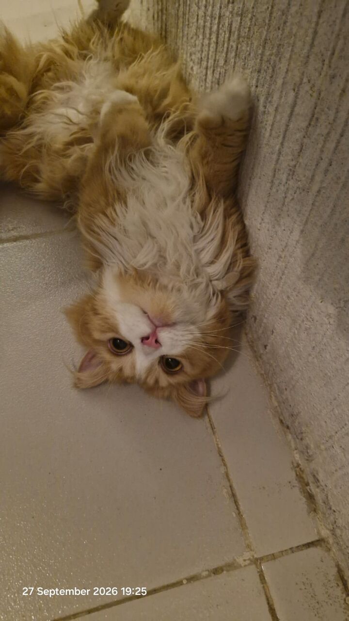 Al Malaz, Pet Supplies, Persian Tabby Cat-free Adoption To A Loving Home