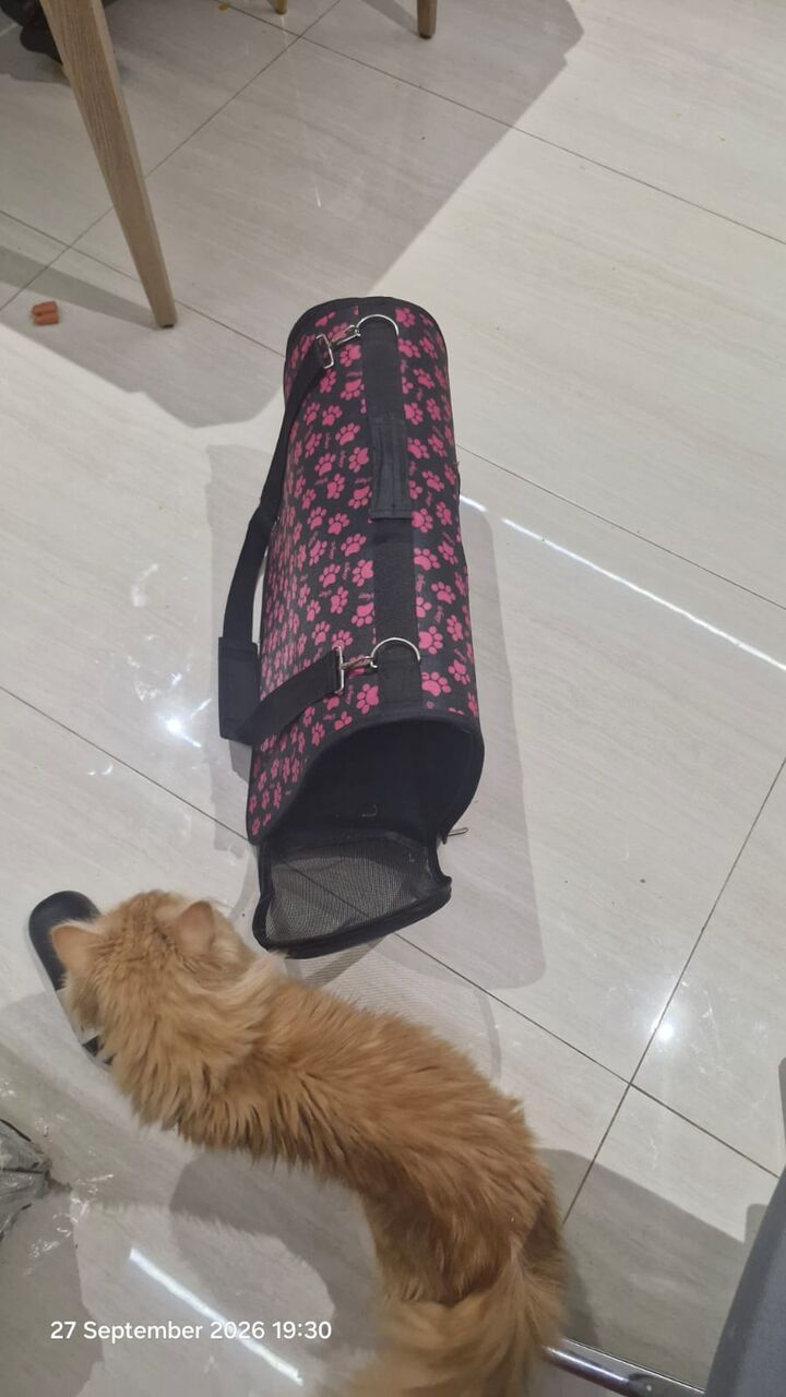 Al Malaz, Pet Supplies, Persian Tabby Cat-free Adoption To A Loving Home