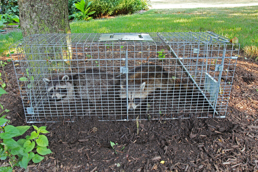 Brampton, Business, Raccoon Removal Mississauga