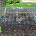Raccoon Removal Mississauga