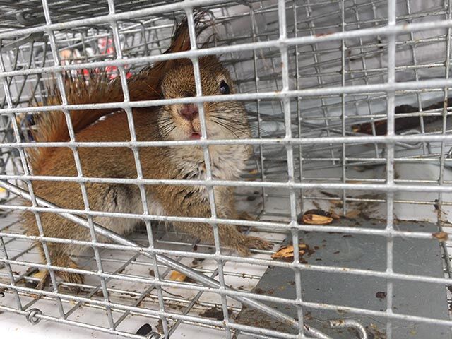 Brampton, Business, Squirrel Removal Mississauga
