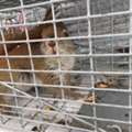 Squirrel Removal Mississauga