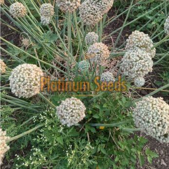New Delhi, Farm & Garden, INR 699,  Seed Company In India | Platinum Seeds