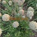 INR 699,  Seed Company In India | Platinum Seeds