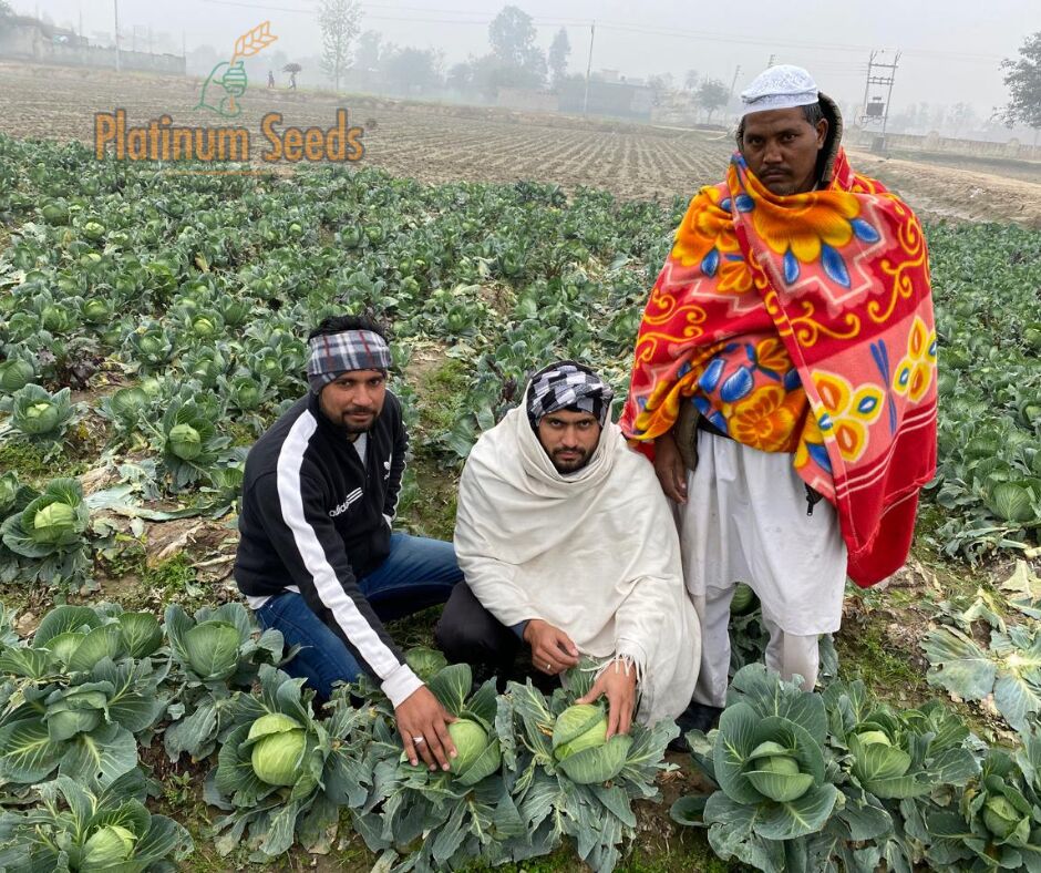 New Delhi, Farm & Garden, INR 699,  Seed Company In India | Platinum Seeds