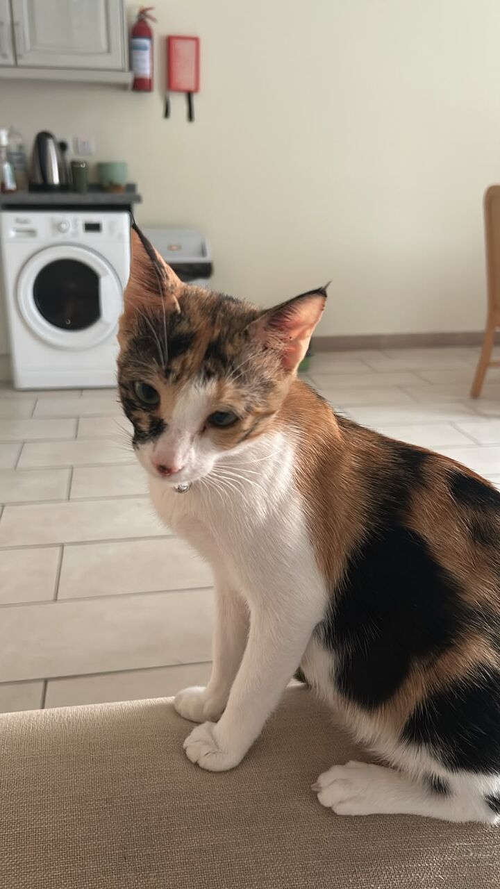 Jeddah, Pet Adoption, Habibiti And Her Kittens Require Good Homes