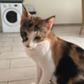 Habibiti And Her Kittens Require Good Homes