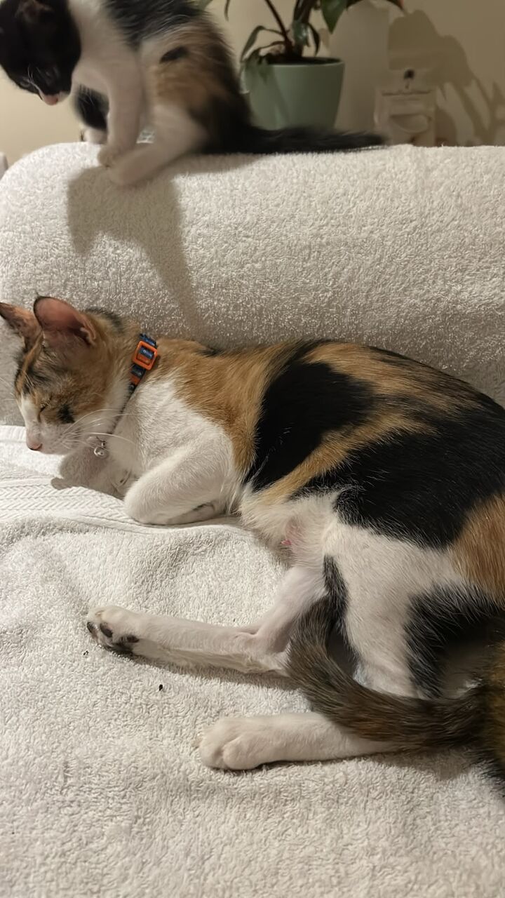 Jeddah, Pet Adoption, Habibiti And Her Kittens Require Good Homes