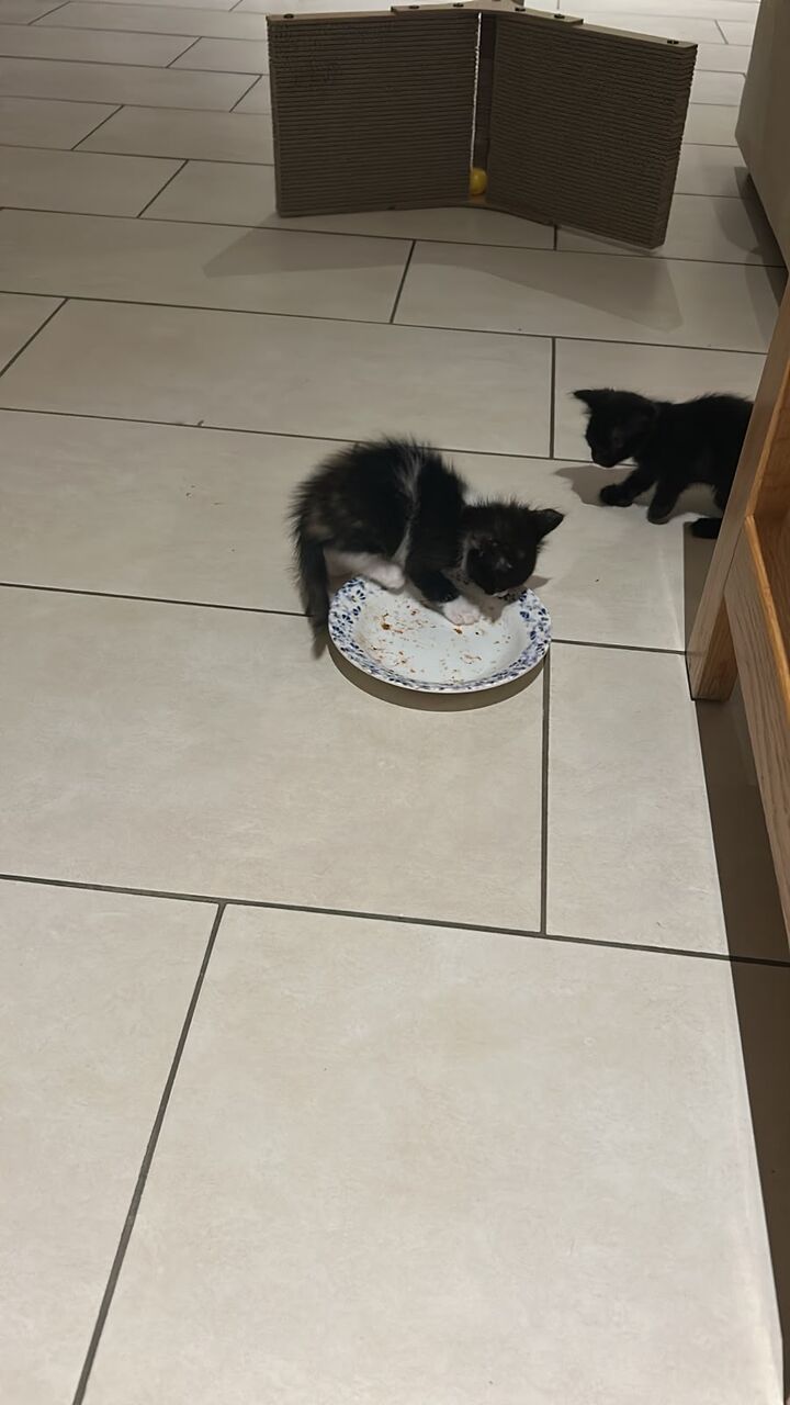 Jeddah, Pet Adoption, Habibiti And Her Kittens Require Good Homes