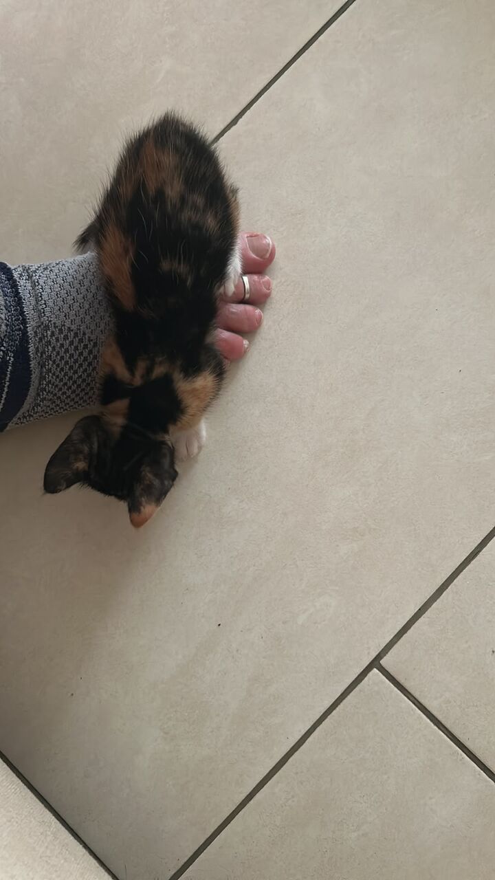 Jeddah, Pet Adoption, Habibiti And Her Kittens Require Good Homes